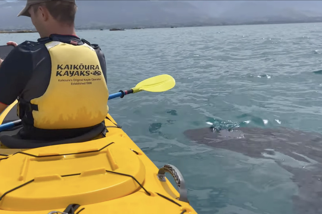 orca alongside kayak in New Zealand